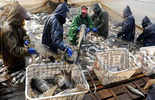 水產(chǎn)養(yǎng)殖運輸環(huán)節(jié)致癌物添加泛濫 追溯源頭難