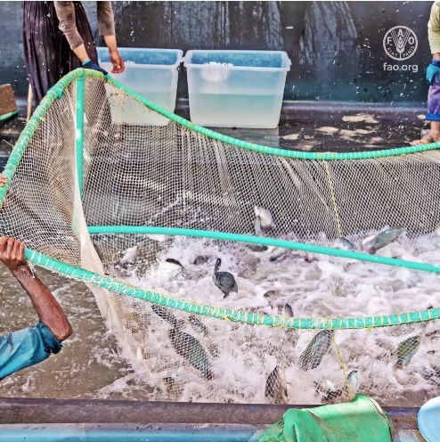 第四屆全球水產養殖大會開幕,聯合國糧農組織總干事出席大會并講話