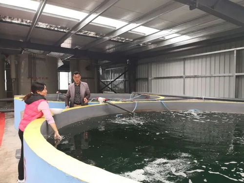 內(nèi)陸山區(qū)養(yǎng) 海蝦 貴州遵義工廠化循環(huán)水對蝦養(yǎng)殖的探索實踐