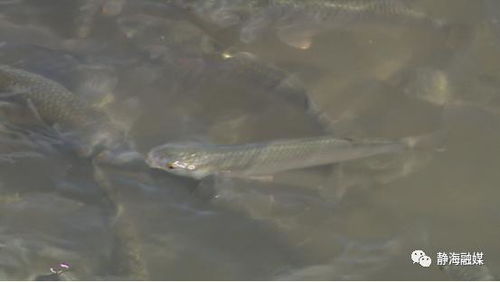 天津市靜海區(qū) 從會養(yǎng)到 慧 養(yǎng) 新技術助力靜海水產(chǎn)養(yǎng)殖提質(zhì)增效