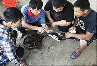 成都農(nóng)業(yè)科技職業(yè)學(xué)院 現(xiàn)代學(xué)徒制 改革試點(diǎn)與發(fā)展之路