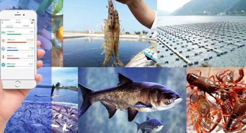 新時代水產(chǎn)養(yǎng)殖的關(guān)鍵,技術(shù)力量才是核心靈魂