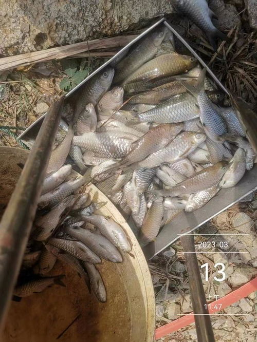 水產(chǎn)養(yǎng)殖想掙錢,七分看技術(shù),三分看運氣,不服不行 出血 芽孢 魚塘 體表 細(xì)菌性 網(wǎng)易訂閱