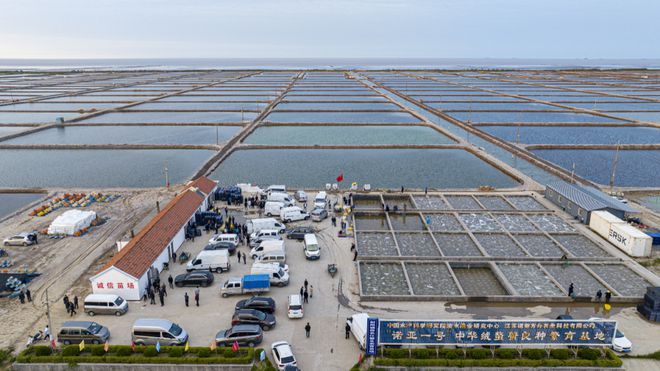 踐行二十大 奮進(jìn)新征程|射陽:生態(tài)蟹苗俏四方