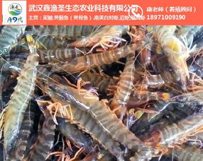 鑫漁圣生態(tài) 圖 成都南美白對(duì)蝦養(yǎng)殖 南美白對(duì)蝦