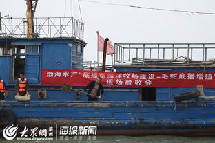 渤海水產(chǎn) 濱州 毛蚶苗種規(guī)?；虚g培育與底播增殖通過專家現(xiàn)場驗收