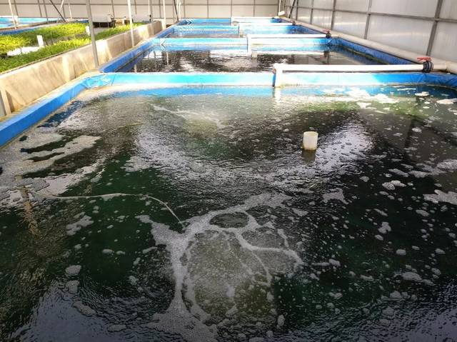 捍衛(wèi)食材安全 京城老漁(北京)農(nóng)業(yè)科技園區(qū) 獲評水產(chǎn)健康養(yǎng)殖示范場