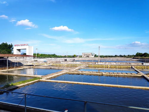 年可育優(yōu)質(zhì)羅非魚苗種達2億尾 高州市百聯(lián)水產(chǎn)種苗