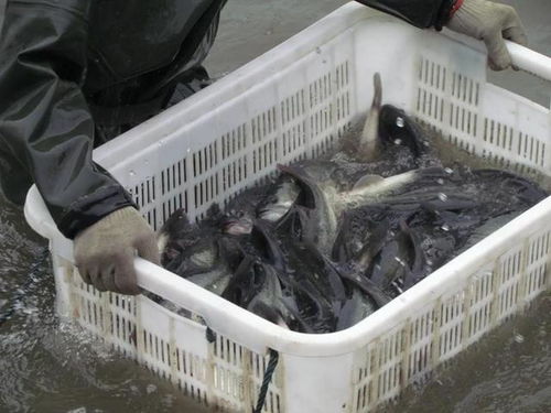 18元 斤,這里魚(yú)價(jià)常年全國(guó)最高