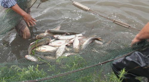 疫情期間如何做好育苗養(yǎng)殖防病運(yùn)輸 農(nóng)業(yè)農(nóng)村部發(fā)布 春季水產(chǎn)養(yǎng)殖技術(shù)操作指南