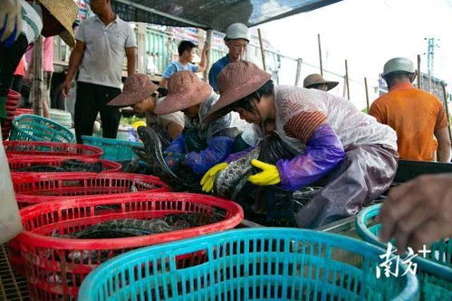 生猛 這條魚開始全面上漲 一尾魚為廣東一個鎮(zhèn)創(chuàng)收9億元