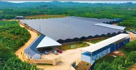 西鄉(xiāng)塘區(qū):大力發(fā)展現(xiàn)代農(nóng)業(yè) 升級鄉(xiāng)村振興&ldquo;引擎&rdquo;