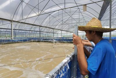 三名80后投資帆布工廠化養蝦,不換水、零排放,畝產3300斤!