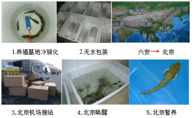 【經(jīng)典案例】水產(chǎn)品無水活運技術(shù)集成應(yīng)用案例