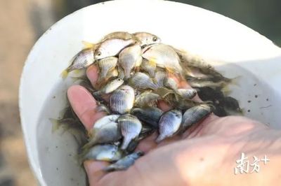 雄起!構建海上開放&ldquo;牧場&rdquo;,這里要打造百億現代漁業產業集群!