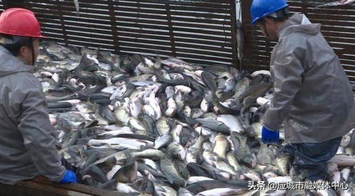 10萬公斤鮮魚,每天從這里 游 向全國