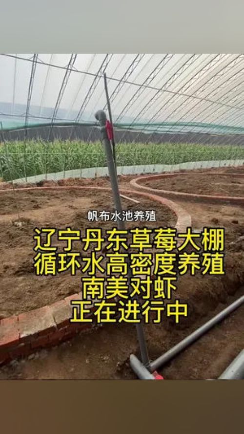 遼寧丹東草莓大棚 循環(huán)水高密度養(yǎng)殖 南美對蝦 正在進行中 南美白對蝦 水產(chǎn)養(yǎng)殖 高密度養(yǎng)殖 水產(chǎn)養(yǎng)殖技術 對蝦養(yǎng)殖技術