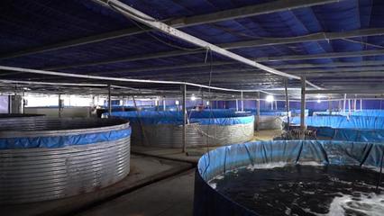 武漢海鮮陸?zhàn)B項(xiàng)目開工 年產(chǎn)石斑魚超50萬斤，推動(dòng)水產(chǎn)養(yǎng)殖技術(shù)研發(fā)