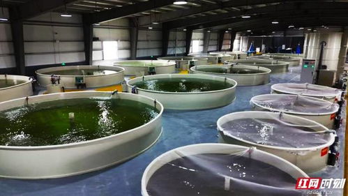 活魚游出新天地 湖南設(shè)施漁業(yè)引領(lǐng)高質(zhì)量發(fā)展與農(nóng)家樂休閑觀光服務(wù)