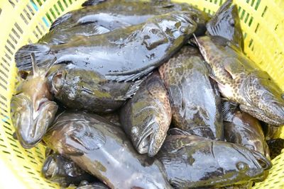 銀海區(qū)石斑魚豐收季 金虎、龍膽珍珠組團(tuán)來“報(bào)到”，推動(dòng)水產(chǎn)養(yǎng)殖技術(shù)新發(fā)展