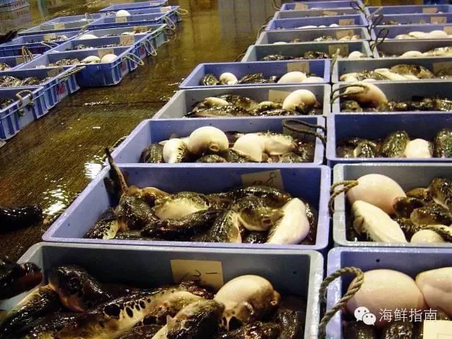 紅鰭東方鲀 美無度、禍無涯——水產(chǎn)養(yǎng)殖的雙刃劍