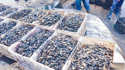 一畝地賺1.2萬 不斷學習先進技術，水產養殖增收增產之道